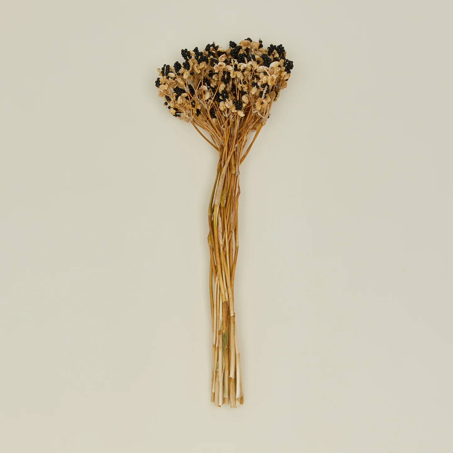 Dried Blackberry Lilies