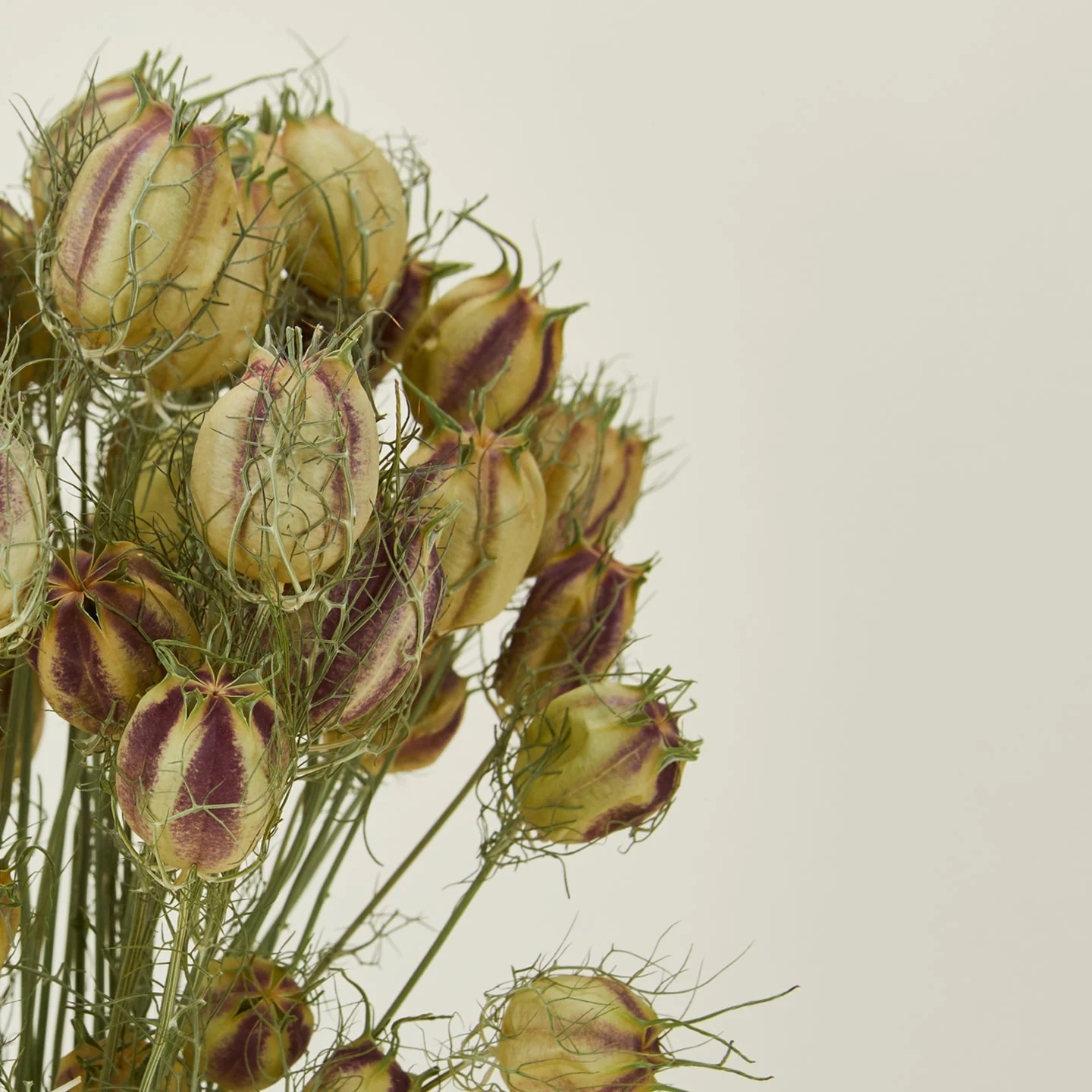 Dried Nigella - Image 3