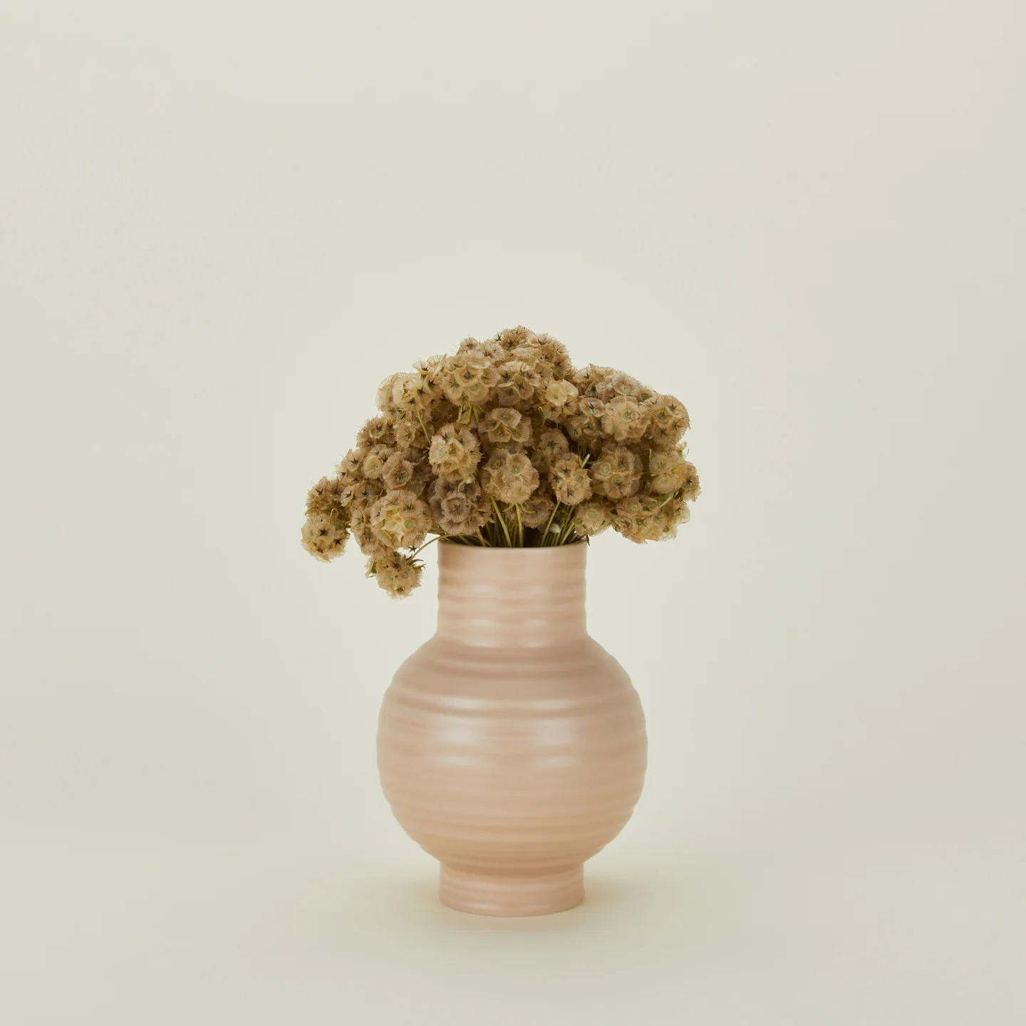 Dried Scabiosa Pods - Image 2