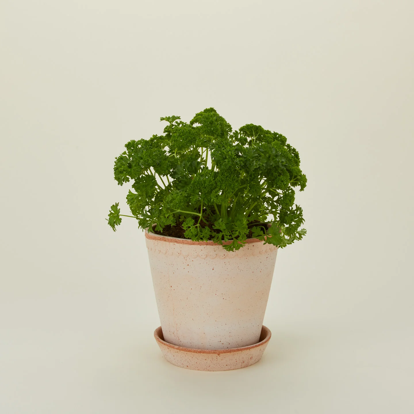 Helena Pot - Image 5