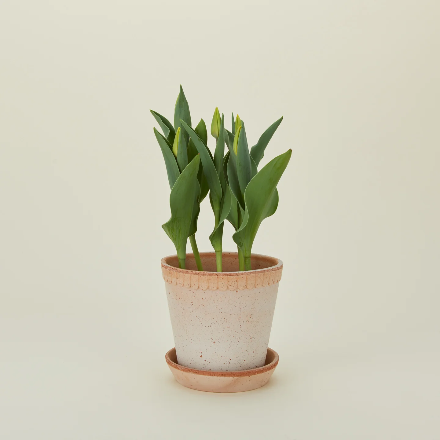 Helena Pot - Image 7