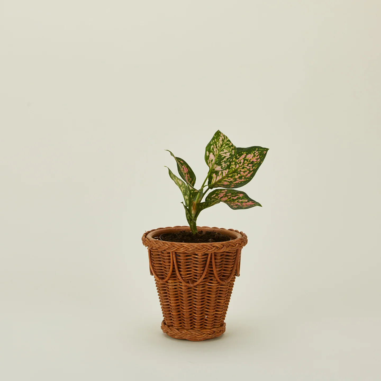 Pinet Plant Pot - Image 6