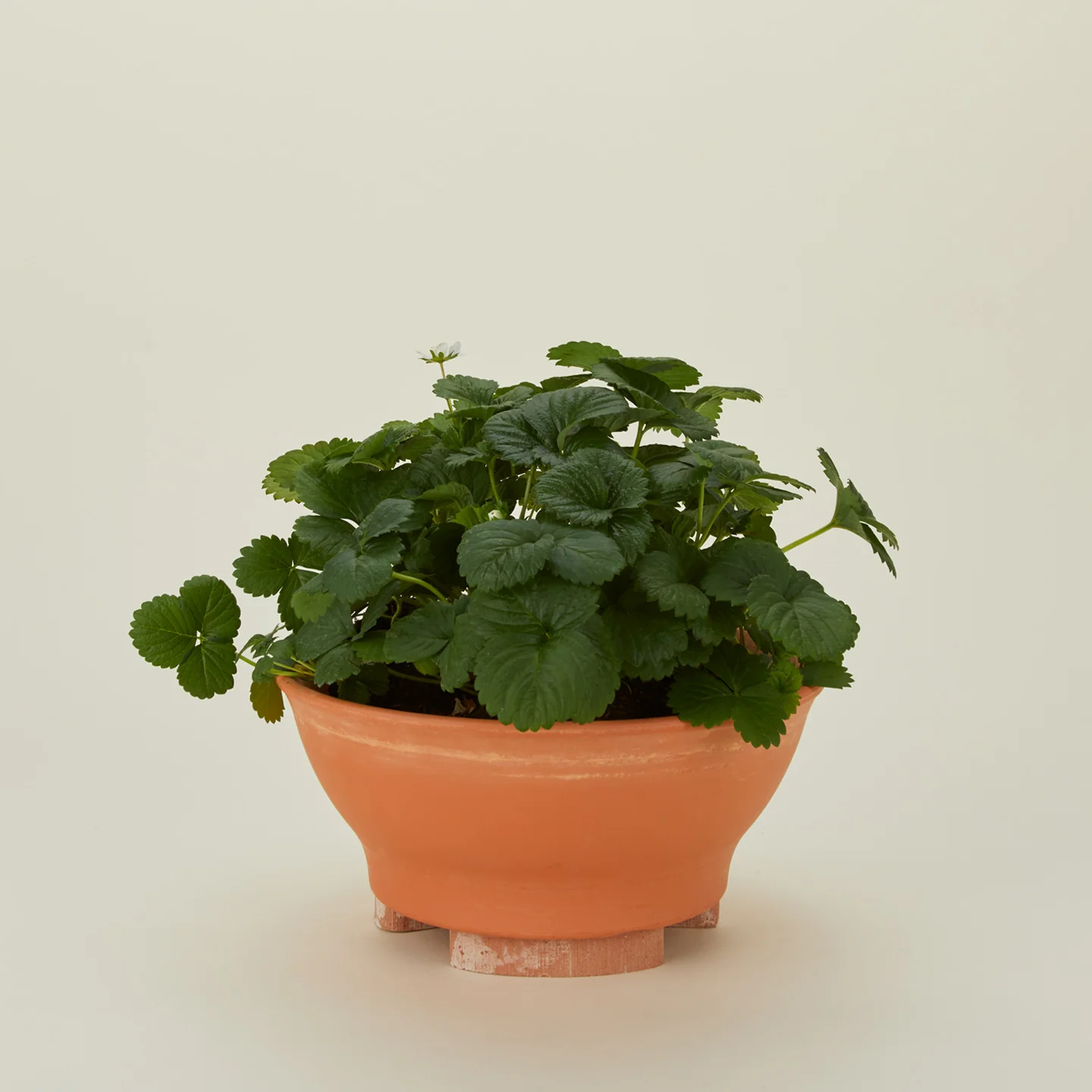 Terracotta Planter Feet, Set of 3 - Image 2